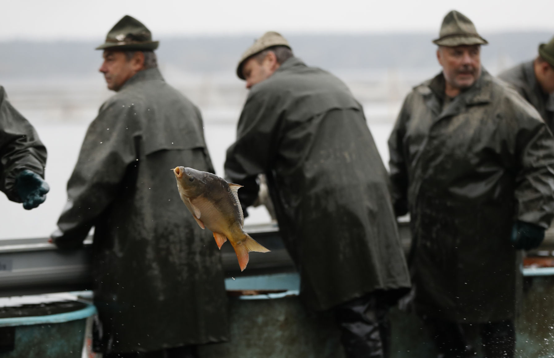 Czech Republic Carp Catching Photo Gallery